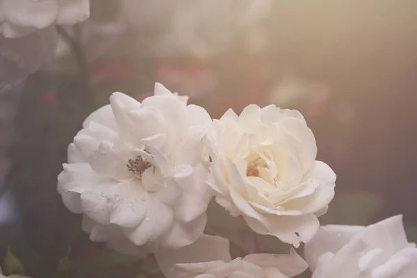 Rosas Blancas Vista Cerca —  Fotos de Stock