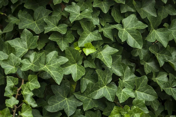 Hedera Klimop Groene Achtergrond — Stockfoto