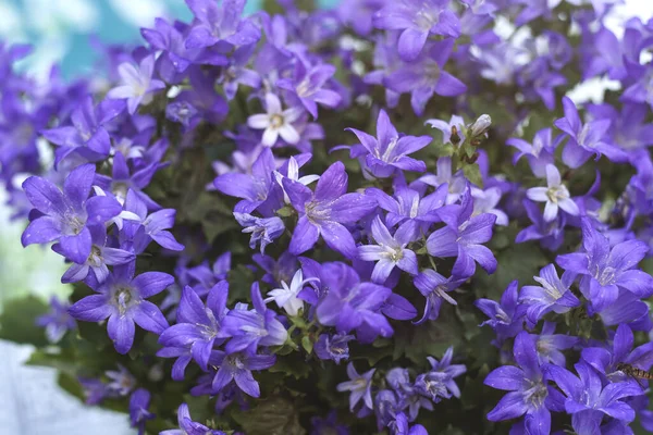 Purple Campanulas Blooming Garden — Stock Photo, Image