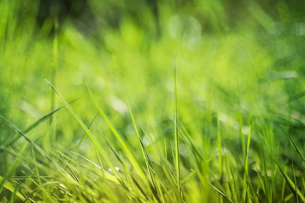 Groen Gras Close Textuur — Stockfoto