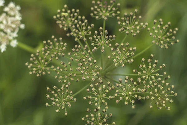 巨大な雑草が — ストック写真