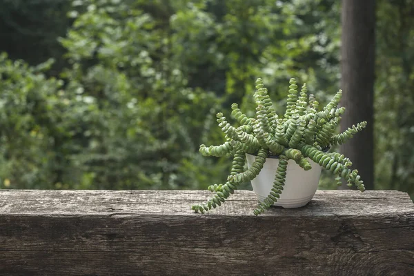 Crassula Performans Veya Düğme Dizisi Bir Bahçede Bitki Bitki — Stok fotoğraf