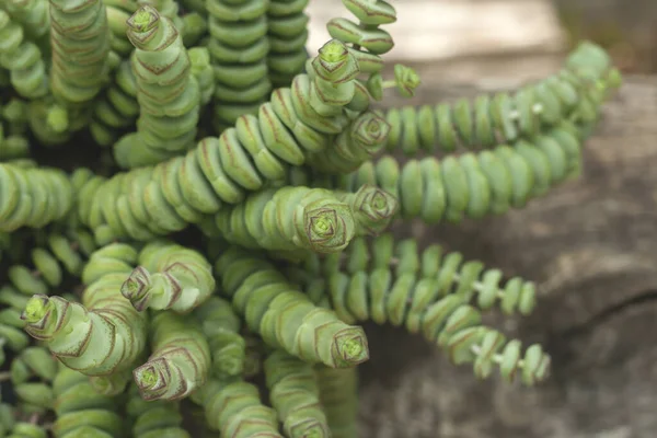 Crassula Perforata Cadena Botones Planta Primer Plano — Foto de Stock