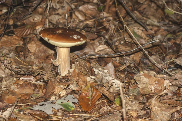 Boletus Aestivalis Champignon Sauvage — Photo