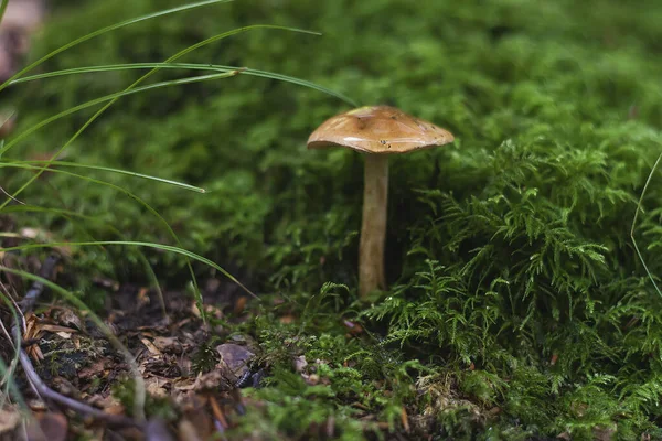 Champignon Forestier Vue Rapprochée — Photo