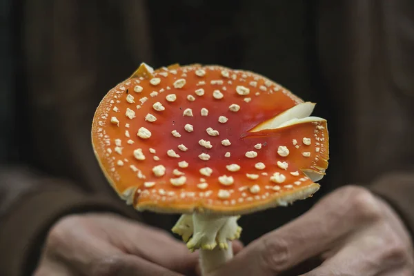 Vild Amanita Muscaria Pshychedellisk Svamp — Stockfoto