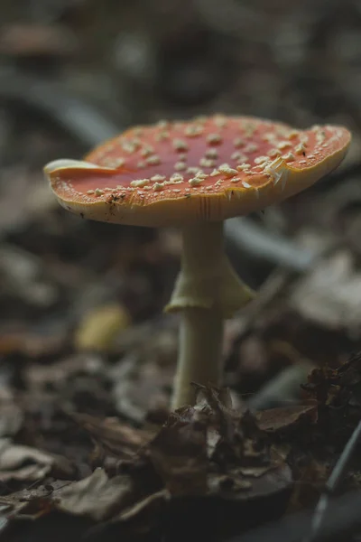 Amanita Muscaria Dans Une Forêt Automne — Photo