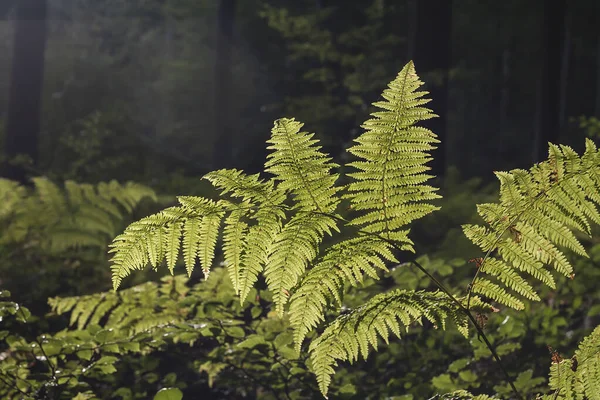 Wild Ferns Forest Sonian — Stock Photo, Image