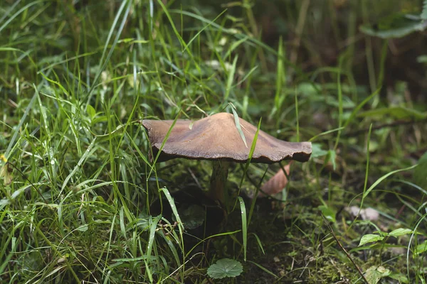 Wilde Paddestoel Groeit Tussen Het Natte Gras Bosbodem — Stockfoto