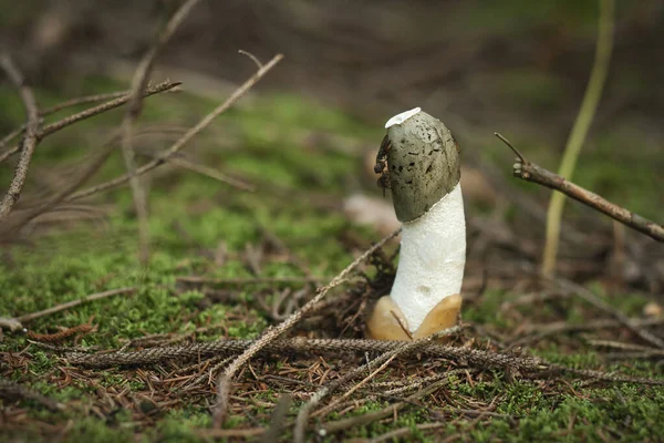 Cogumelo Selvagem Phalus Impudicus Crescendo Musgo Verde Floresta — Fotografia de Stock