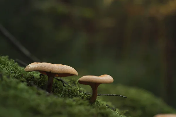 Setas Silvestres Que Crecen Bosque Musgo Verde —  Fotos de Stock