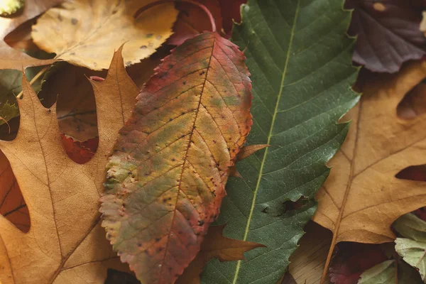 Meerkleurige Herfstbladeren Een Houten Tafel — Stockfoto