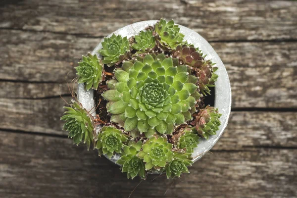 Jovibarba Globifera Sulu Bitkiler Küçük Bir Taş Kapta — Stok fotoğraf