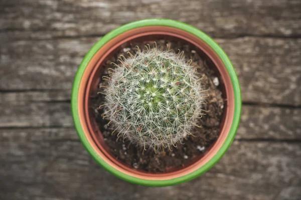 Piccolo Cactus Che Cresce Una Pentola — Foto Stock