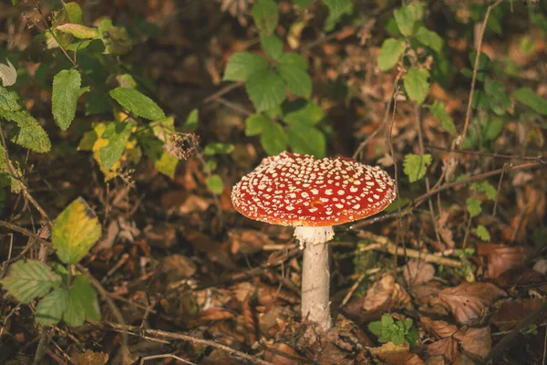 Vild Amanita Muscaria Hallucinogen Svamp Som Växer Woodla — Stockfoto