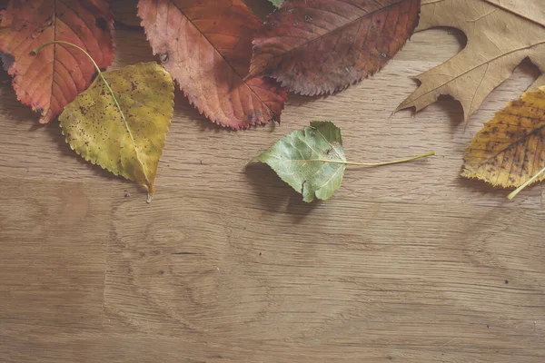 Meerkleurige Herfstbladeren Een Houten Tafel — Stockfoto