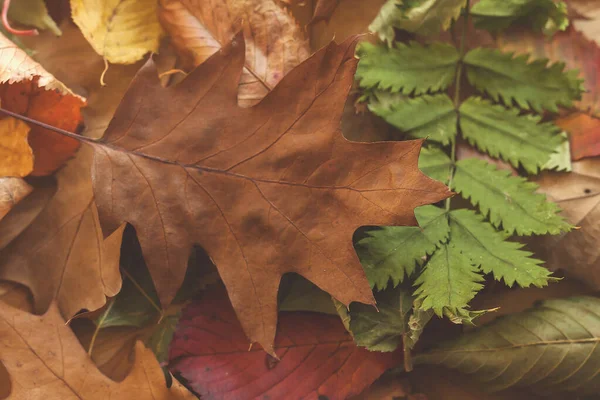 Herfst Bladeren Close Ivew — Stockfoto