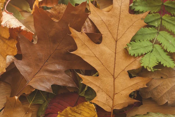 Herfst Bladeren Close Ivew — Stockfoto