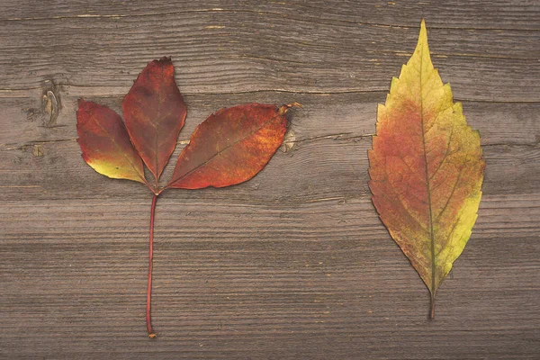 Bunte Herbstblätter Auf Einem Dunklen Holztisch — Stockfoto