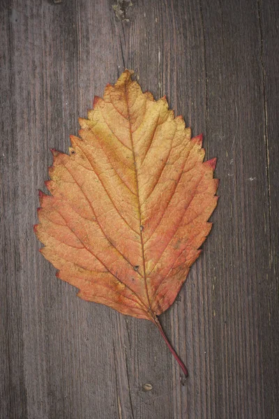 Jesienny Liść Ciemnym Tle Drewna — Zdjęcie stockowe