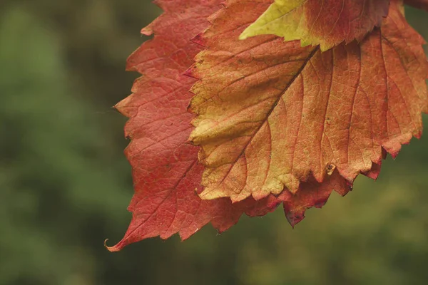 Folhas Outono Coloridas Close Ivew — Fotografia de Stock