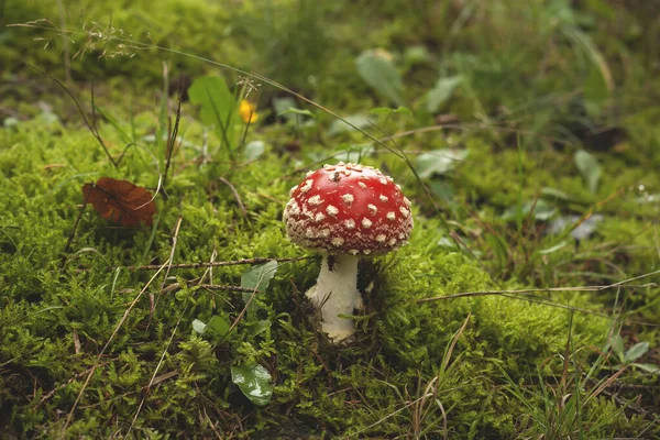 Vild Amanita Muscaria Muscaria Med Offer — Stockfoto