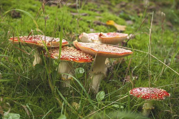 Family Amanita Muscaria Wild Hallucinogenic Mushrooms — Stock Photo, Image