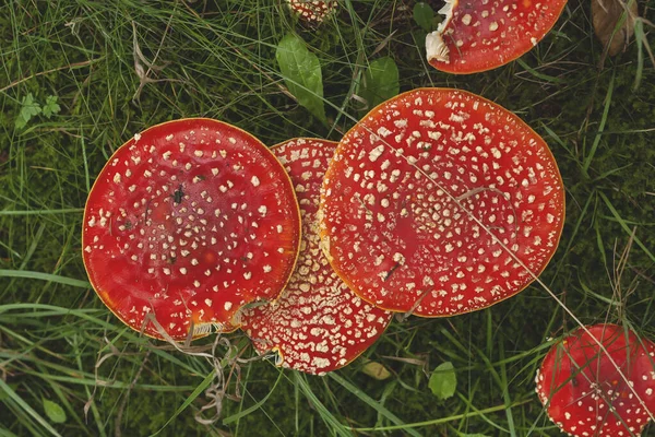 Family Amanita Muscaria Wild Hallucinogenic Mushrooms Growin — Stock Photo, Image