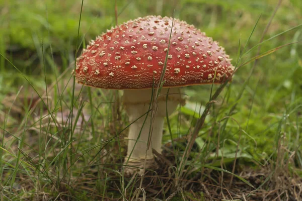 Amanita Muscaria Selvagem Vermelho Com Manchas Brancas Cogumelo Crescendo — Fotografia de Stock