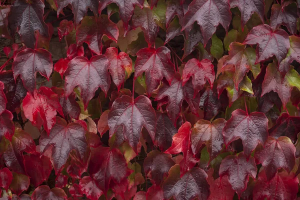 Rode Druivenbladeren Herfst Seizoensgebonden Achtergrond — Stockfoto