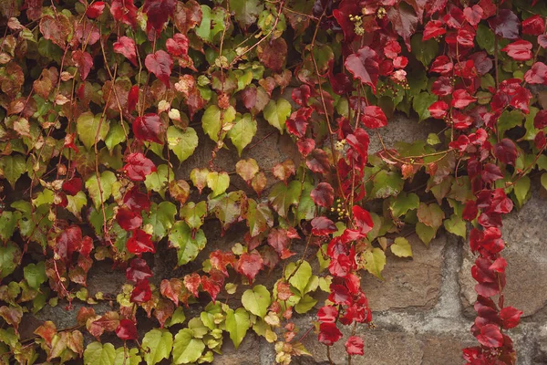 Groene Rode Wijnmuur Herfst — Stockfoto