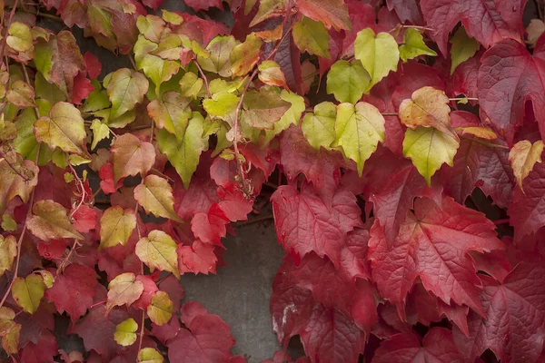 Liana Videira Uva Com Folhas Coloridas Outono Mudança — Fotografia de Stock