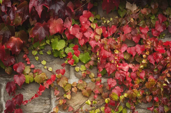 Druivenliaan Met Wisselende Herfstkleurige Bladeren — Stockfoto