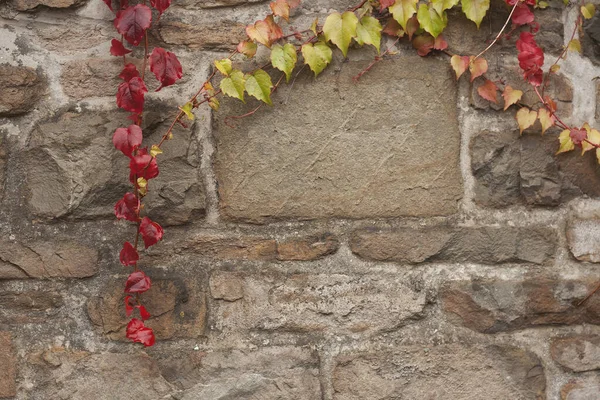 Grape Vine Liana Changing Autumn Colored Leaves — Stock Photo, Image