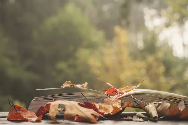 Open Book Colorful Autumn Leaves — Stock Photo, Image