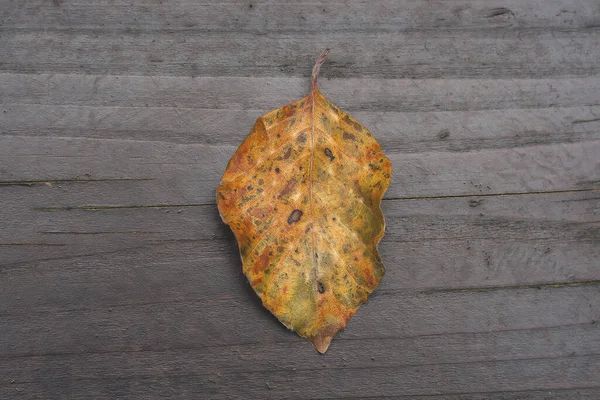 Árbol Haya Hoja Amarilla Caída Otoño Suelo Madera Oscura — Foto de Stock