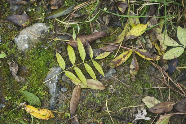Herbst Boden — Stockfoto