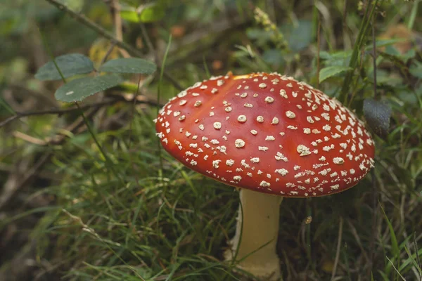 Amanita Muscaria Selvagem Cogumelo Alucinógeno Que Cresce Uma Woodla — Fotografia de Stock