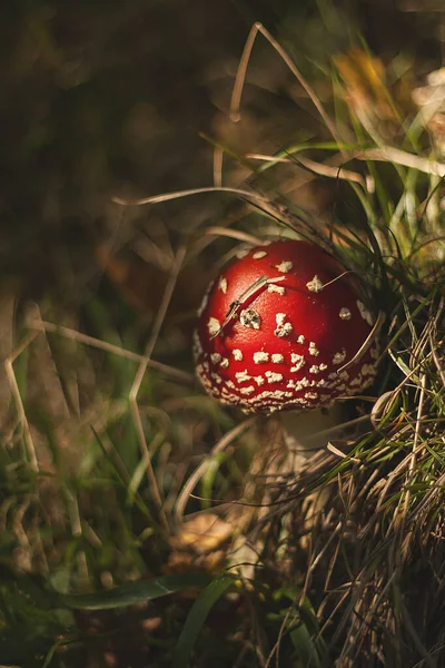 Amanita Muscaria Selvagem Cogumelo Alucinógeno Que Cresce Uma Woodla — Fotografia de Stock