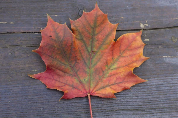 Barevný Javorový List Podzim — Stock fotografie