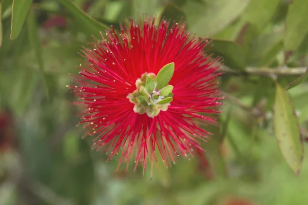 Albizia Julibrissin Albero Della Seta Fiore Rosso Vicino — Foto Stock