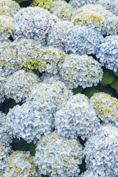 Гідранжа Макрофілія Стіна Блідо Блакитними Квітами Цвітуть — стокове фото