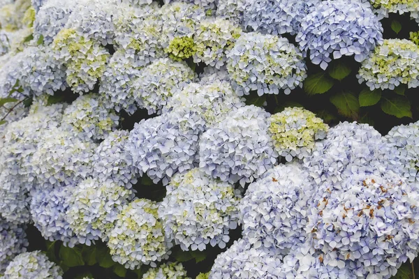 Prachtige Hortensia Planten Met Seizoensgebonden Bloemen Natuurlijke Tuin — Stockfoto