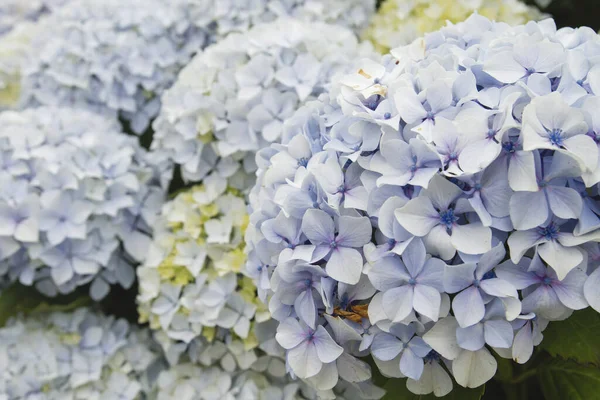 農業生物資源ジーンバンク 日本植物病名データベース アジサイ大花を咲かせます — ストック写真