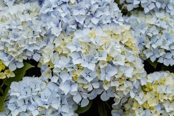Блідо Блакитні Жовті Квіти Гортензії Цвітуть — стокове фото