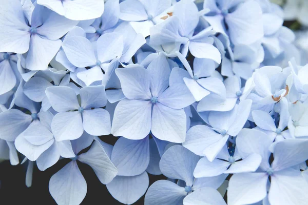 Lichtblauwe Hortensia Macrophylia Bloemen Close — Stockfoto