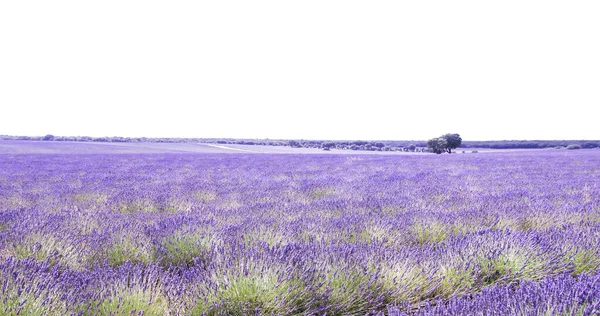 Lavendelfelder Alcarria Spanien — Stockfoto