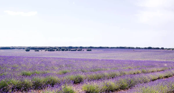 Vackra Lavendelfält Lila Landskap Alcarria Guada — Stockfoto