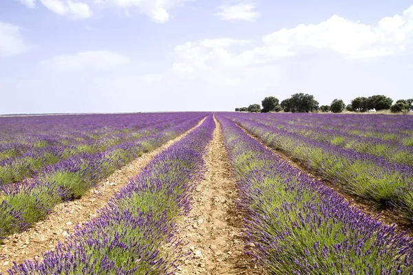 La Alcarria, İspanya 'daki lavanta tarlası.