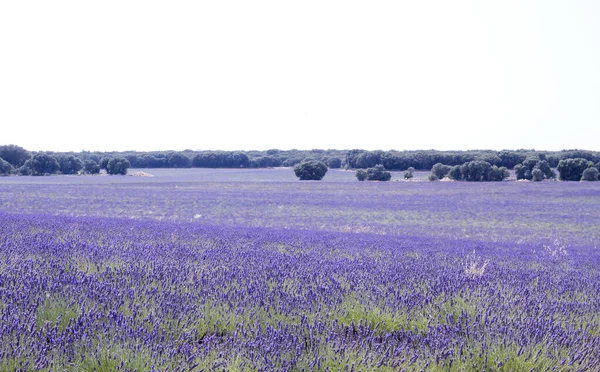 Lavender Fields Alcarria Spain — Stock Photo, Image